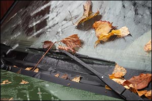 winter leaves on car